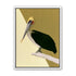 Pelican in quiet balance