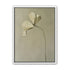 Cream petals in gray green air
