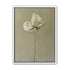 Ivory bloom in gray air