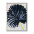 Black petals in pale light
