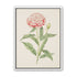 Delicate Blush