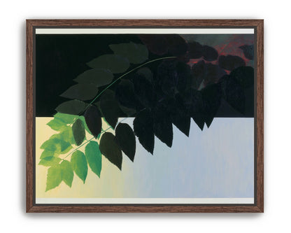 Leaves crossing into shadow