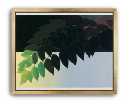 Leaves crossing into shadow