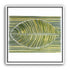 Palm frond in green bands