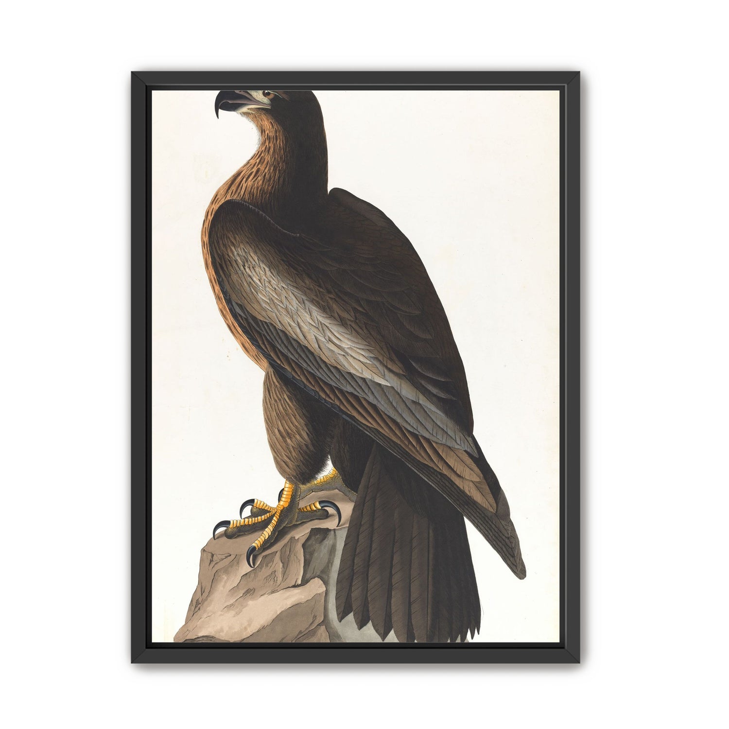 Brown hawk on rock