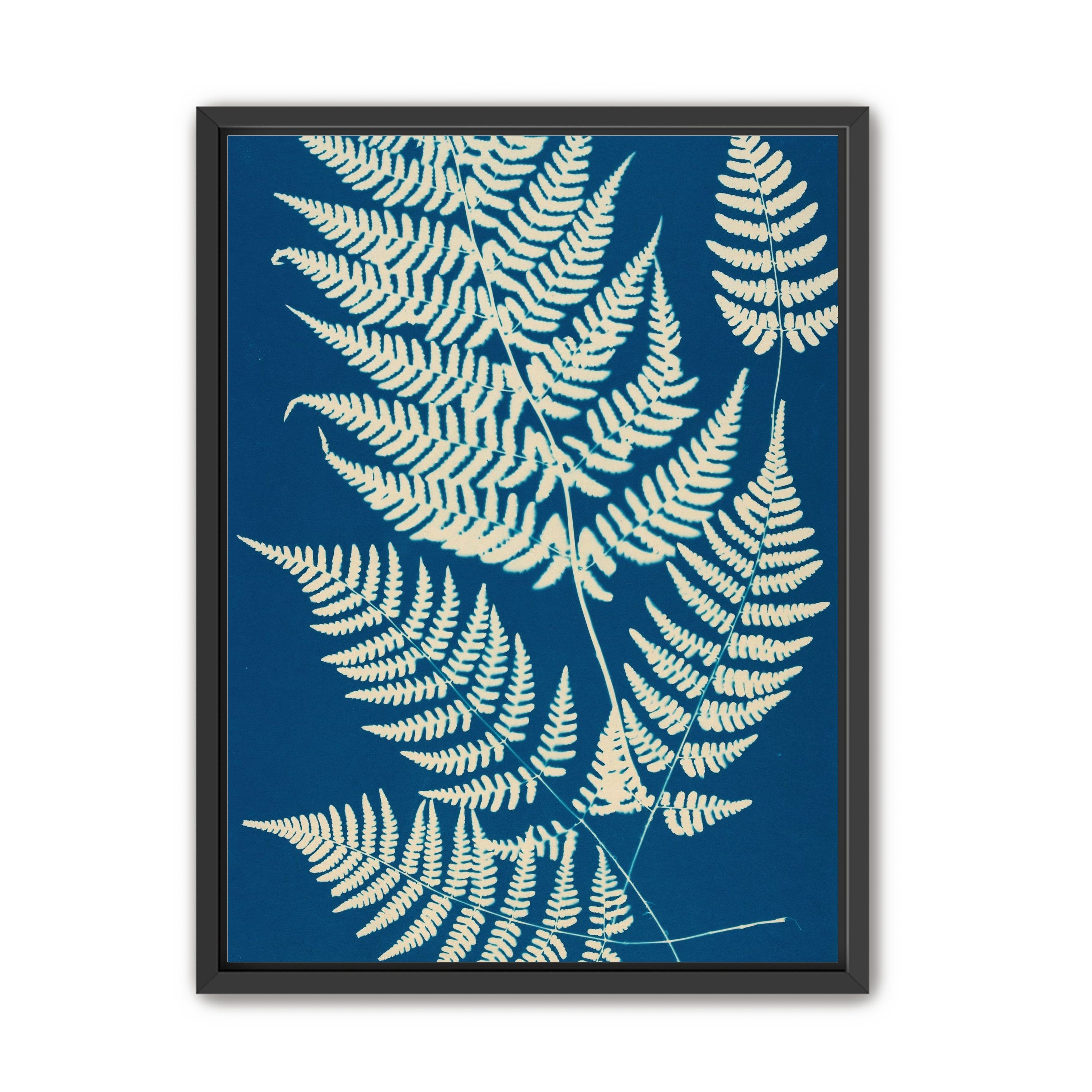 Ferns crossing blue field
