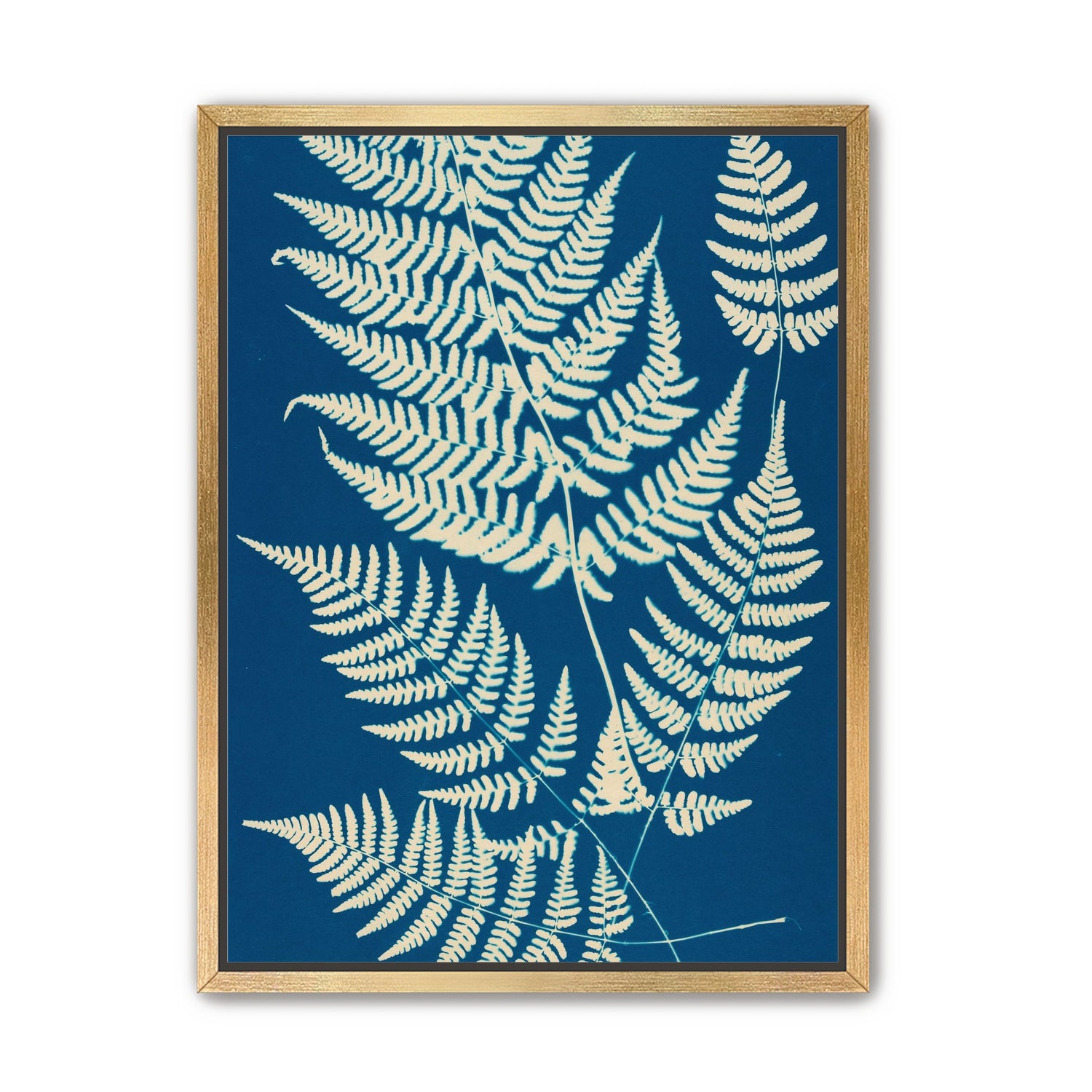 Ferns crossing blue field