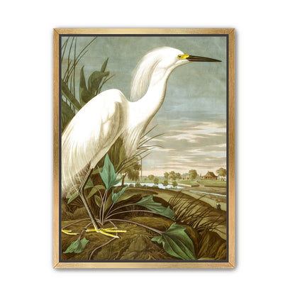 White Egret