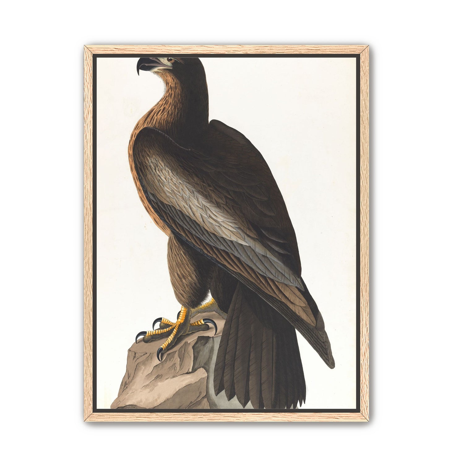 Brown hawk on rock
