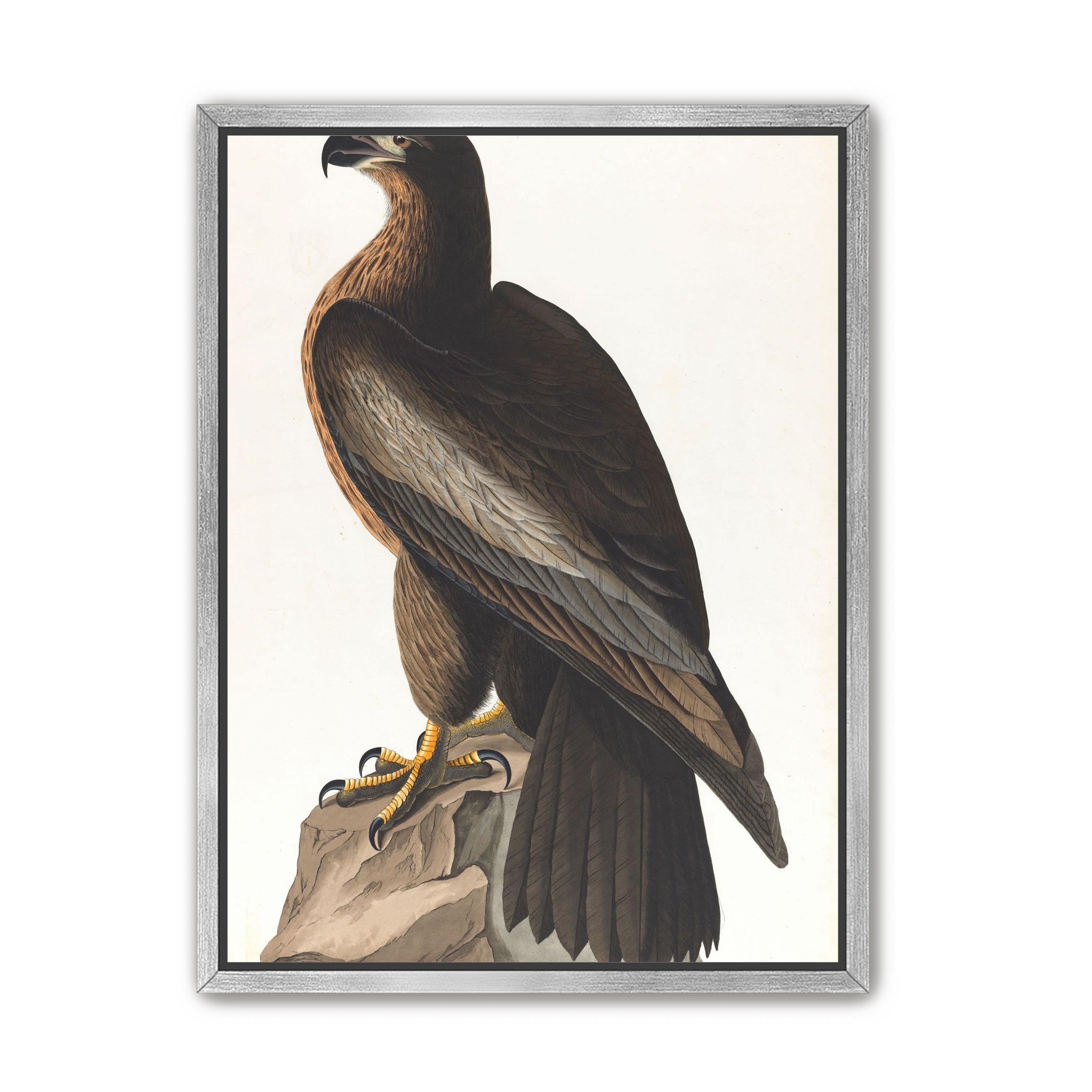 Brown hawk on rock