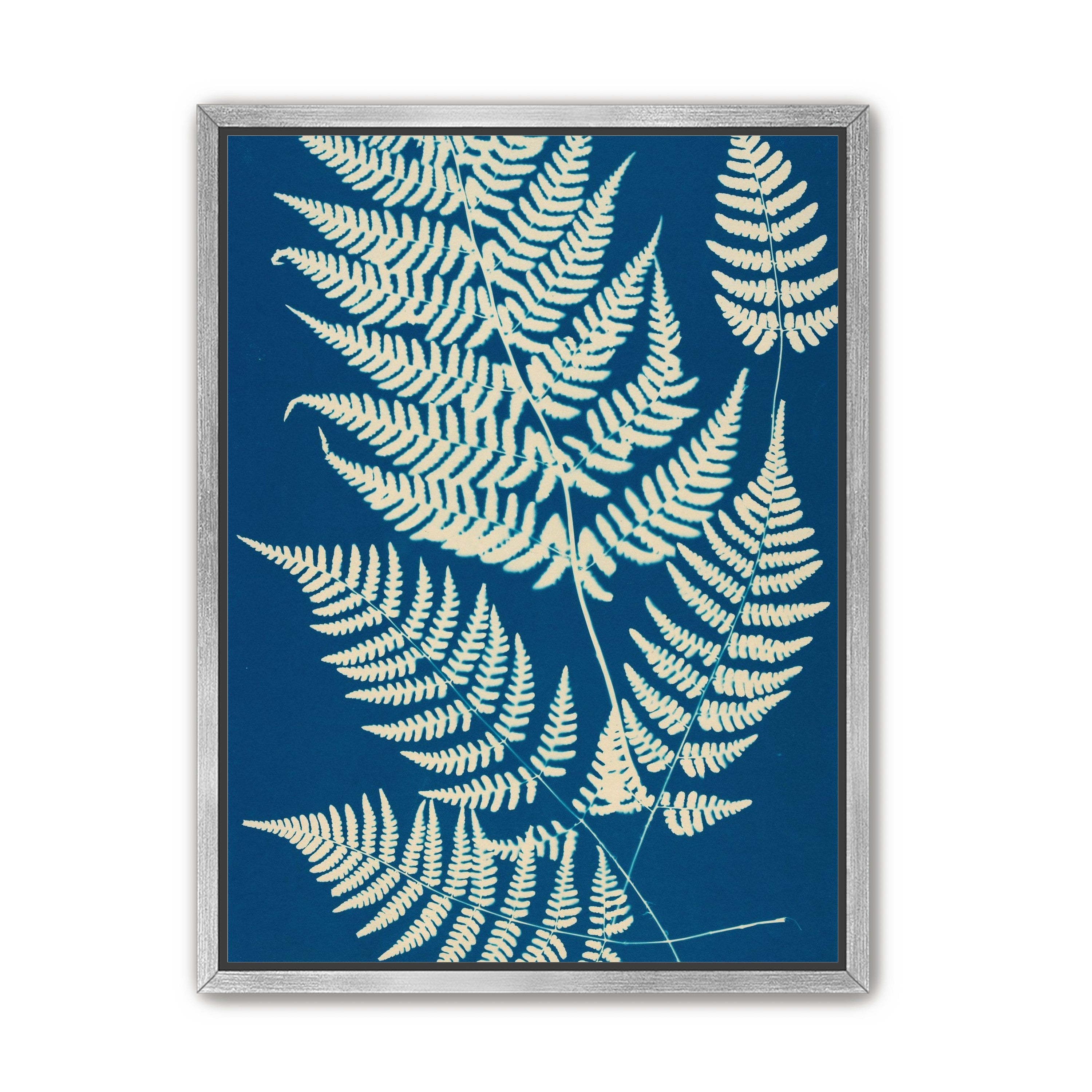 Ferns crossing blue field