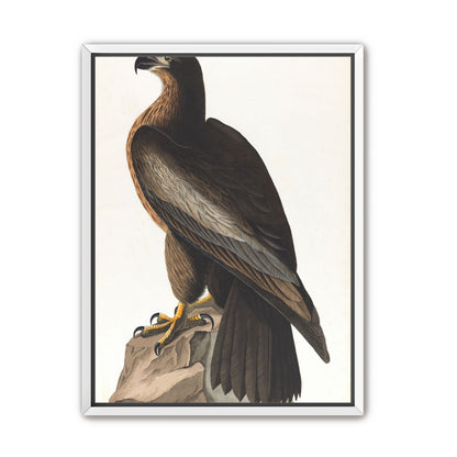 Brown hawk on rock