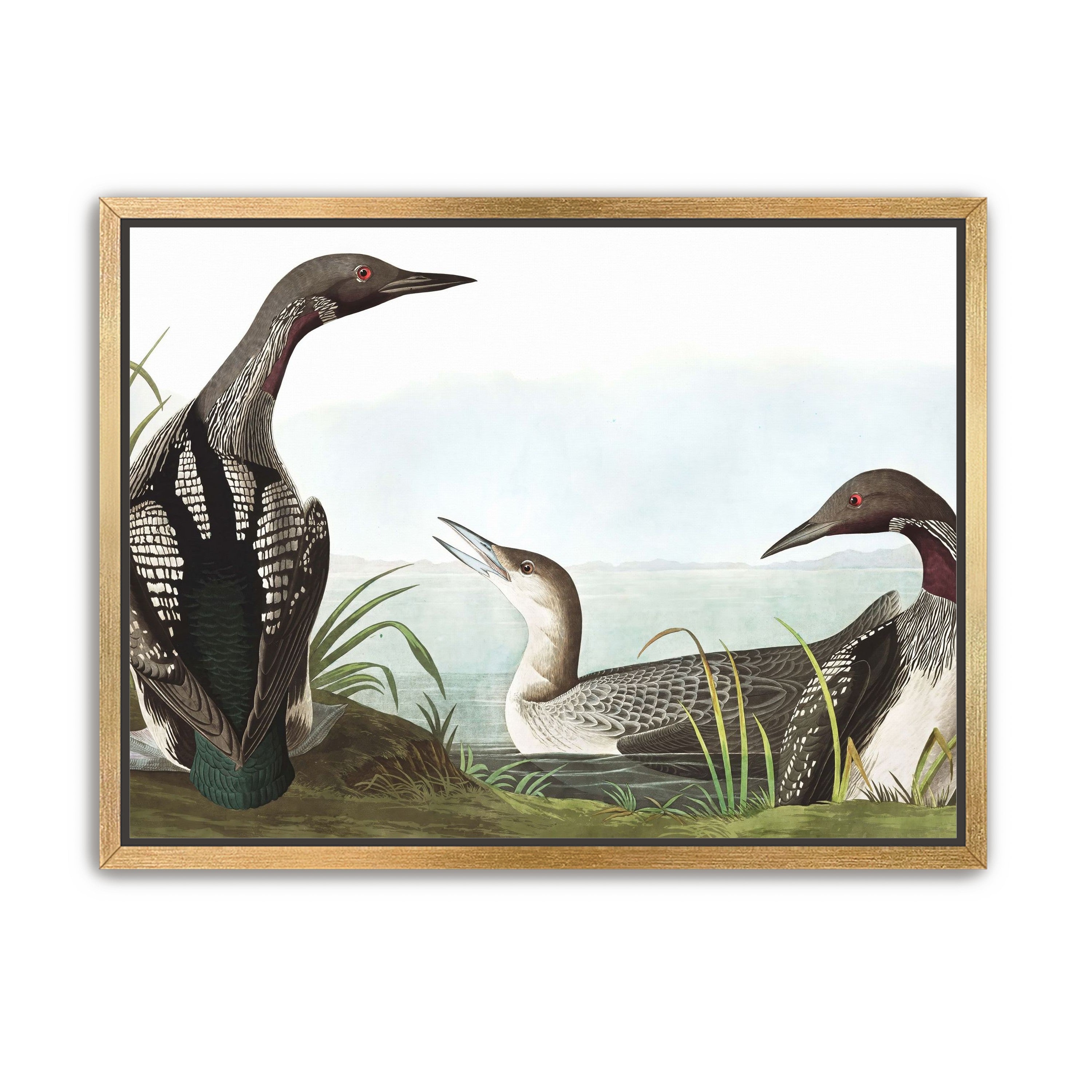 Black Throated Diver