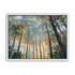 Awakening Woods
