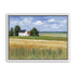 Grain Field Under Sun 