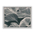 Pale veins on dark leaves