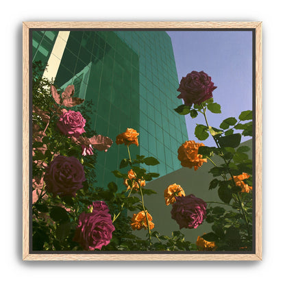 Roses climbing the glass wall