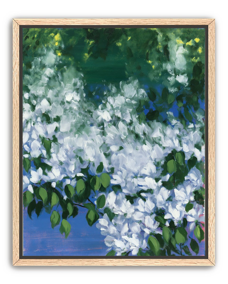 White blossoms over blue shade