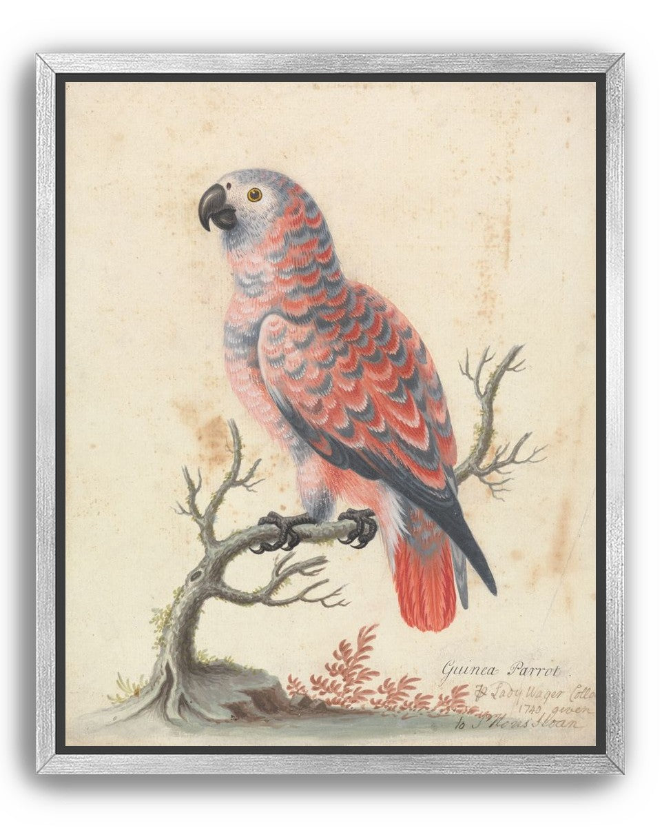 Parrot among bare branches