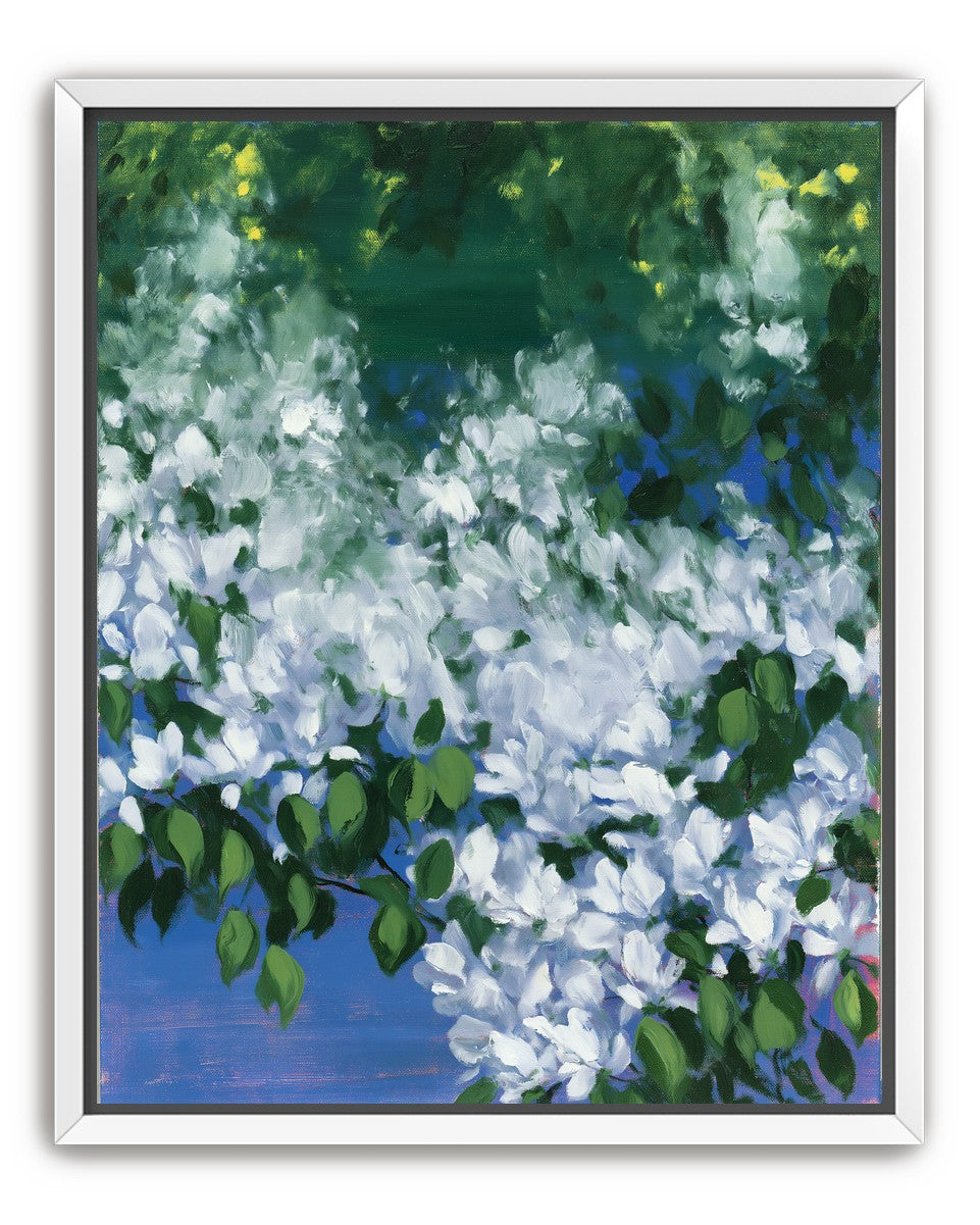 White blossoms over blue shade