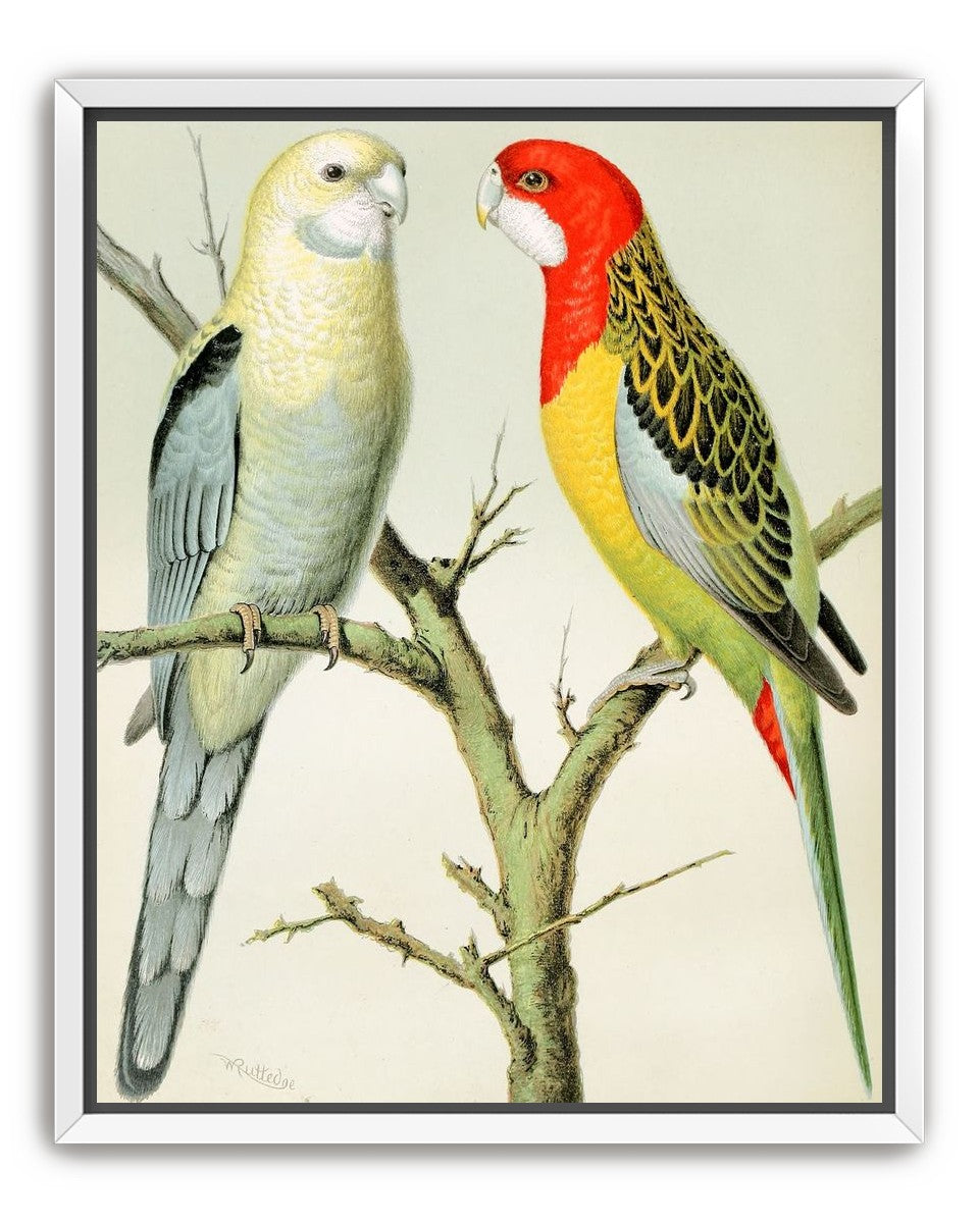 Beaks across the branch
