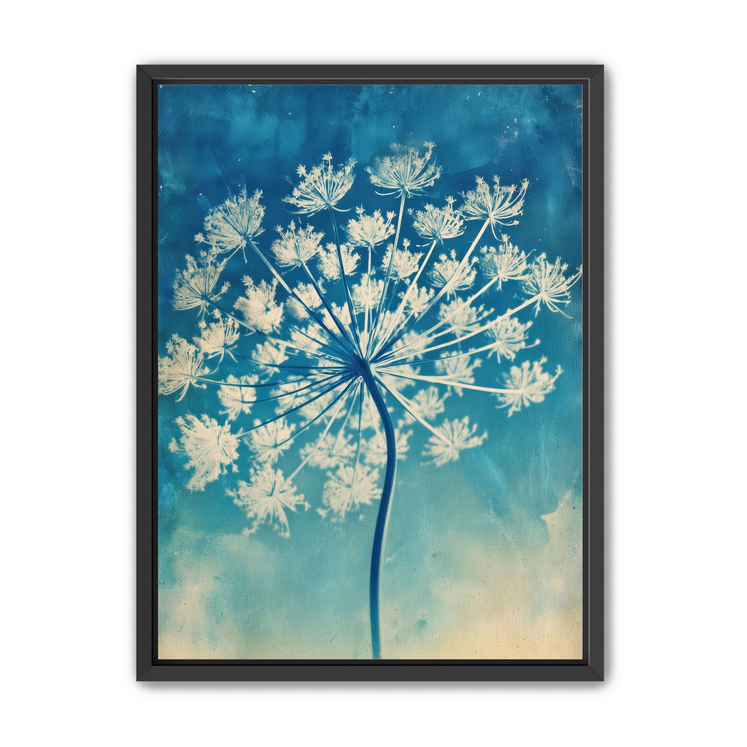 Laceflower Bloom