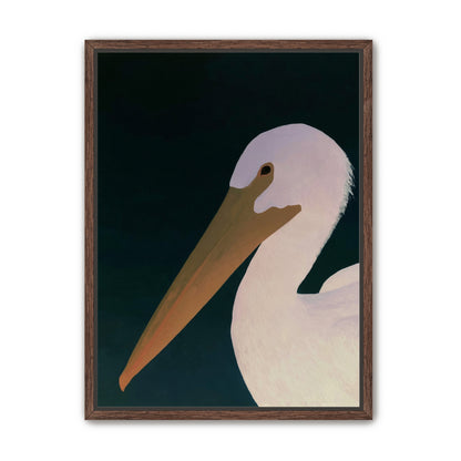 White pelican in stillness