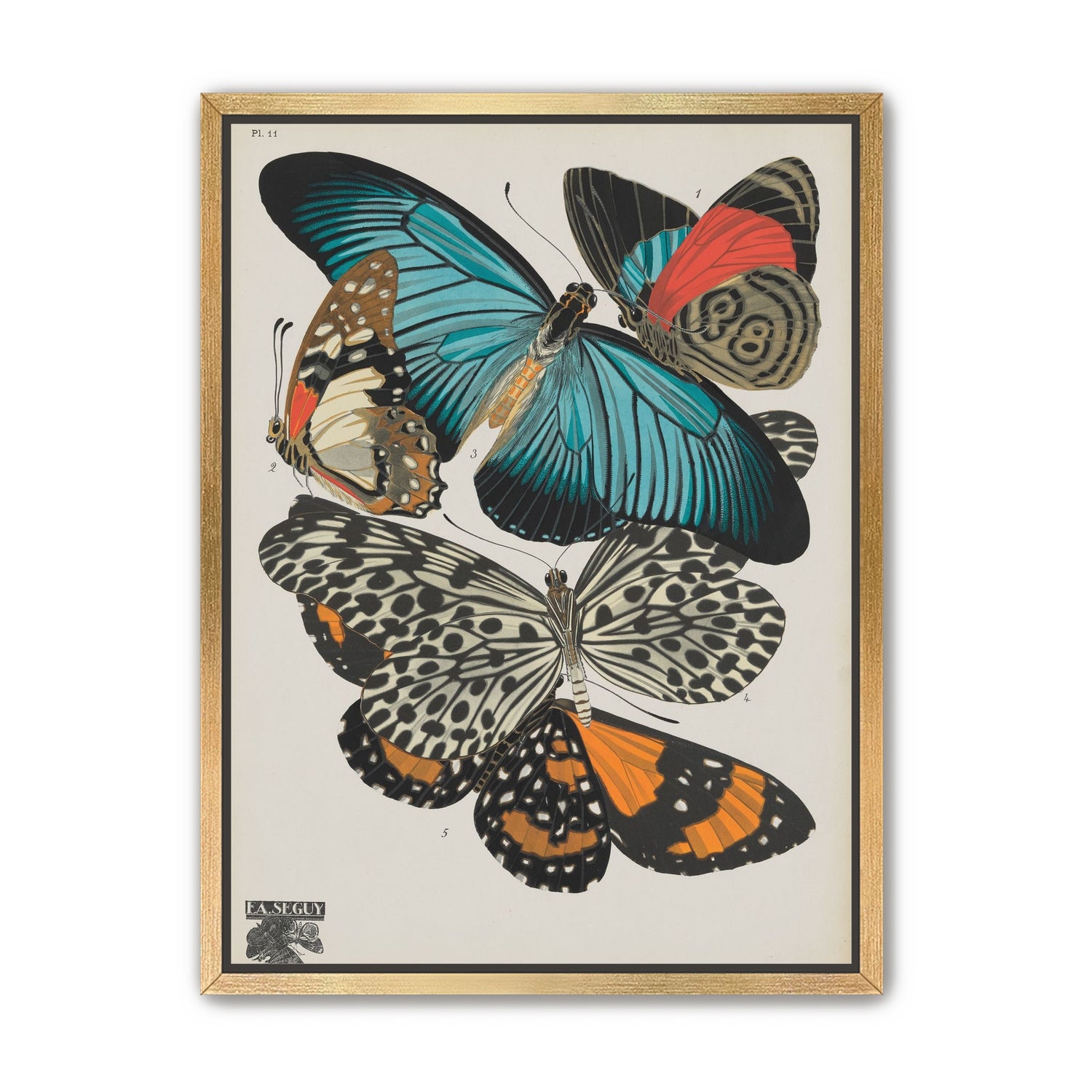 Turquoise wings over orange velvet