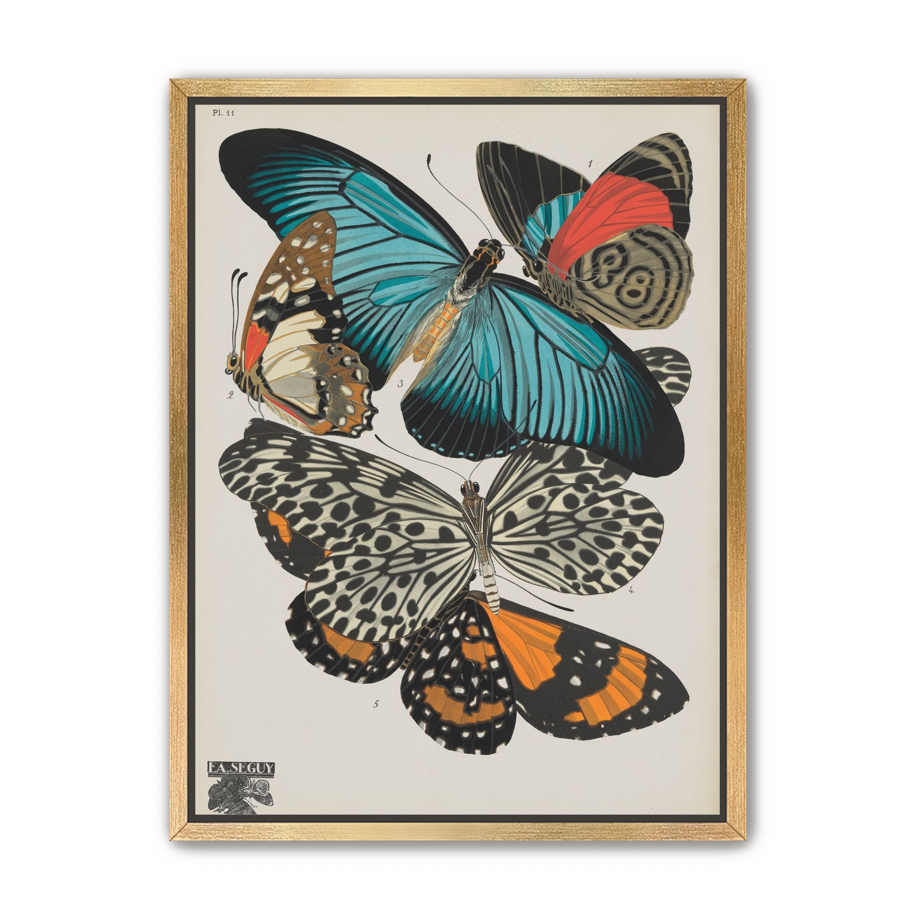 Turquoise wings over orange velvet