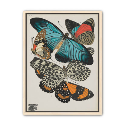 Turquoise wings over orange velvet