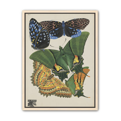 Butterflies on a pale plate