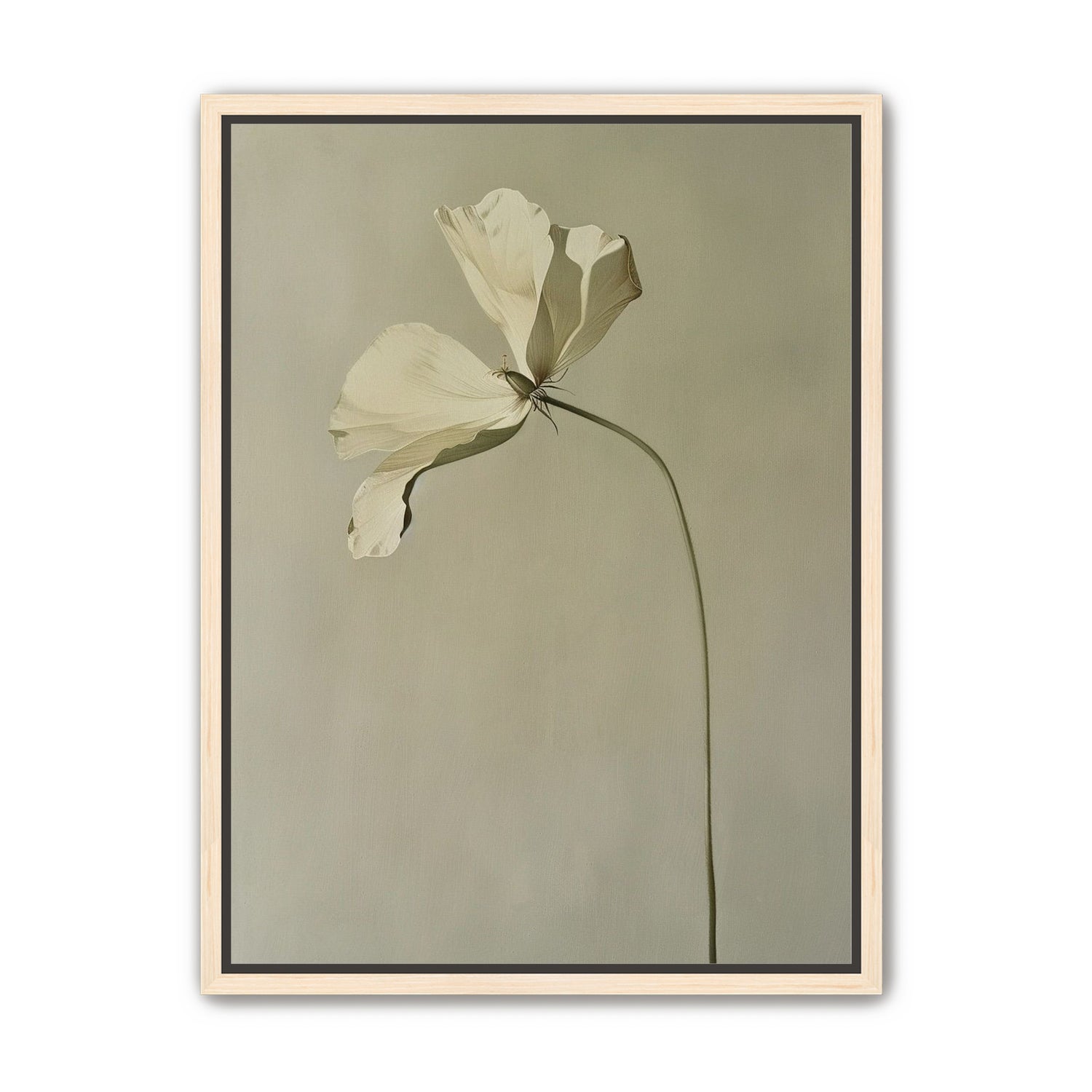 Cream petals in gray green air