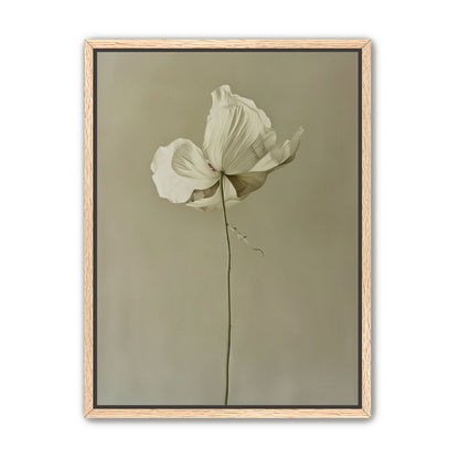 Ivory bloom in gray air