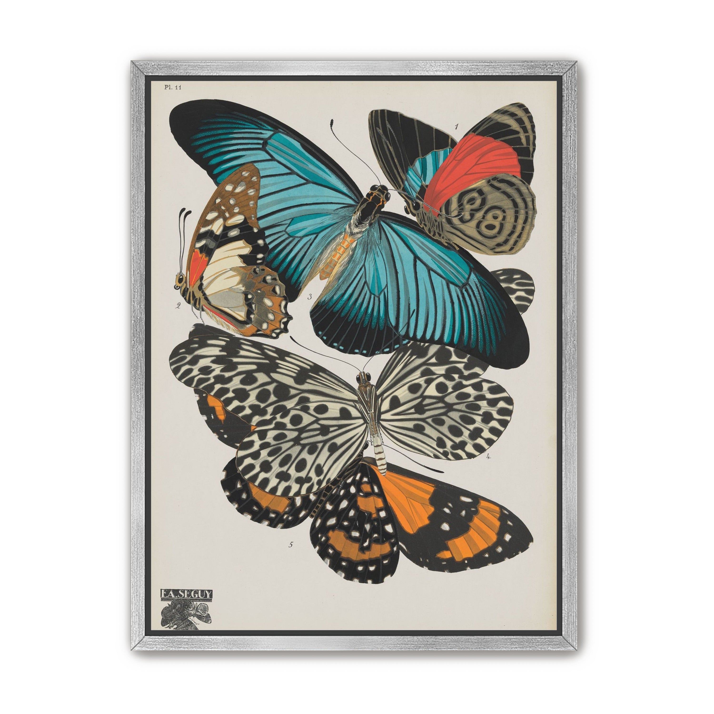 Turquoise wings over orange velvet