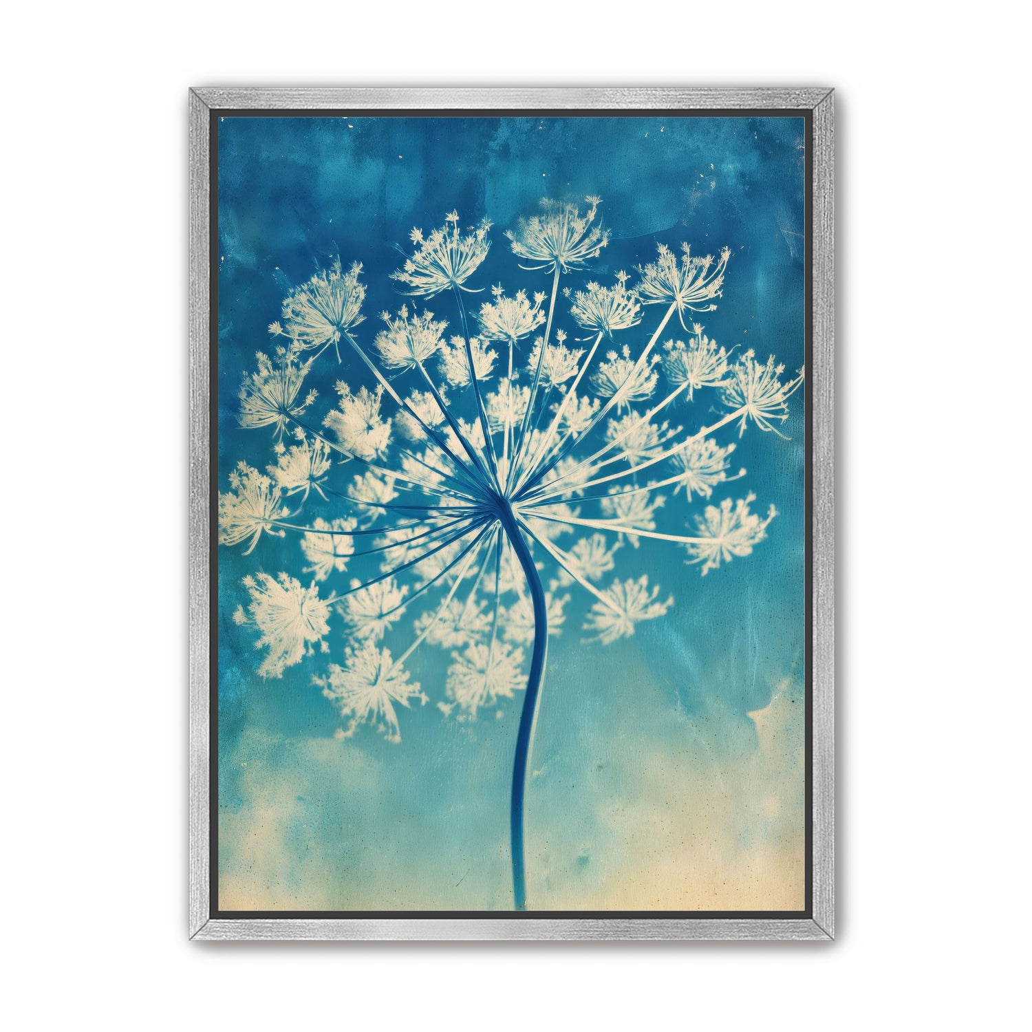 Laceflower Bloom