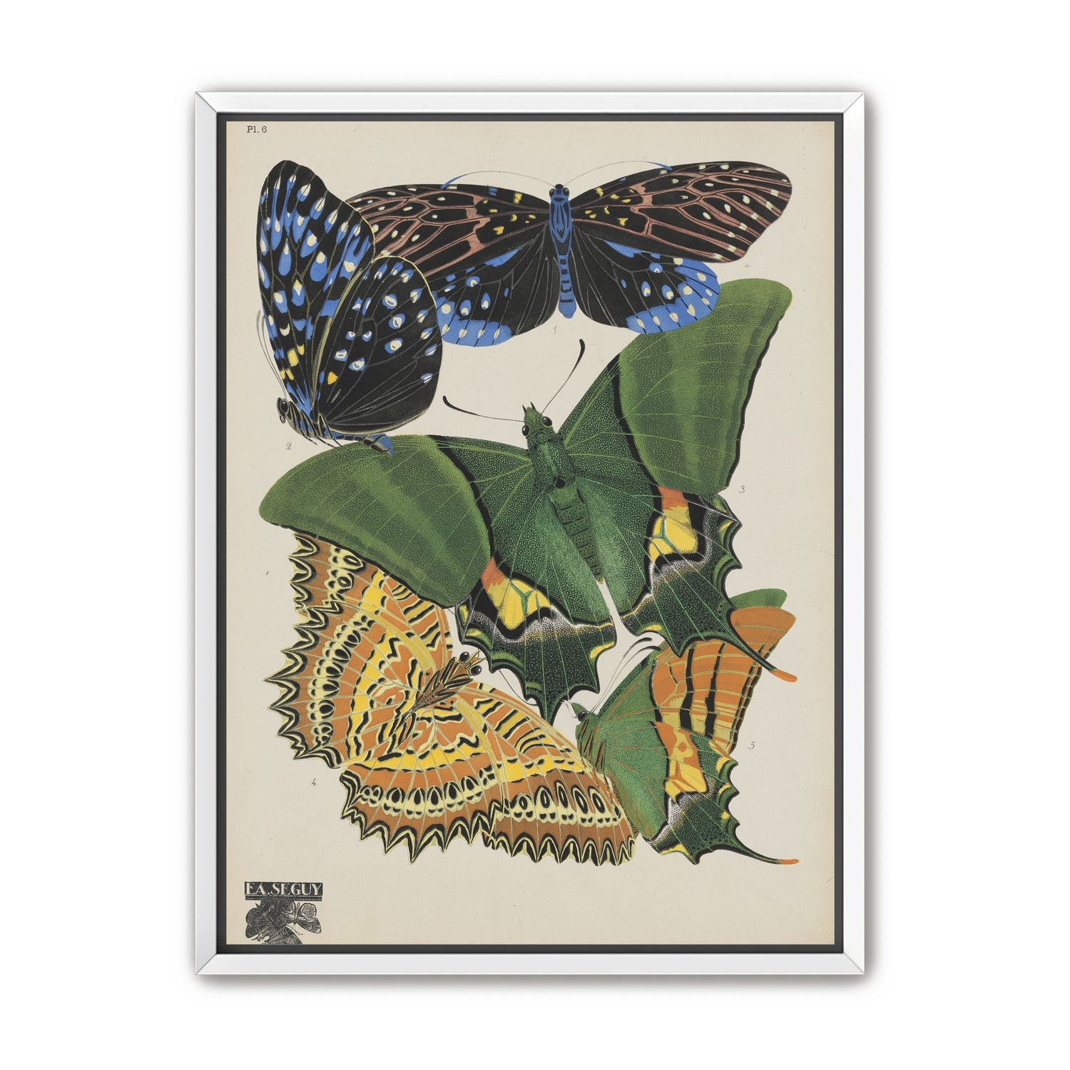 Butterflies on a pale plate