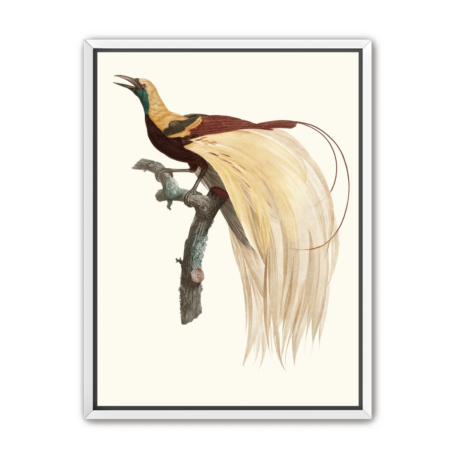 Open beak and trailing plumes