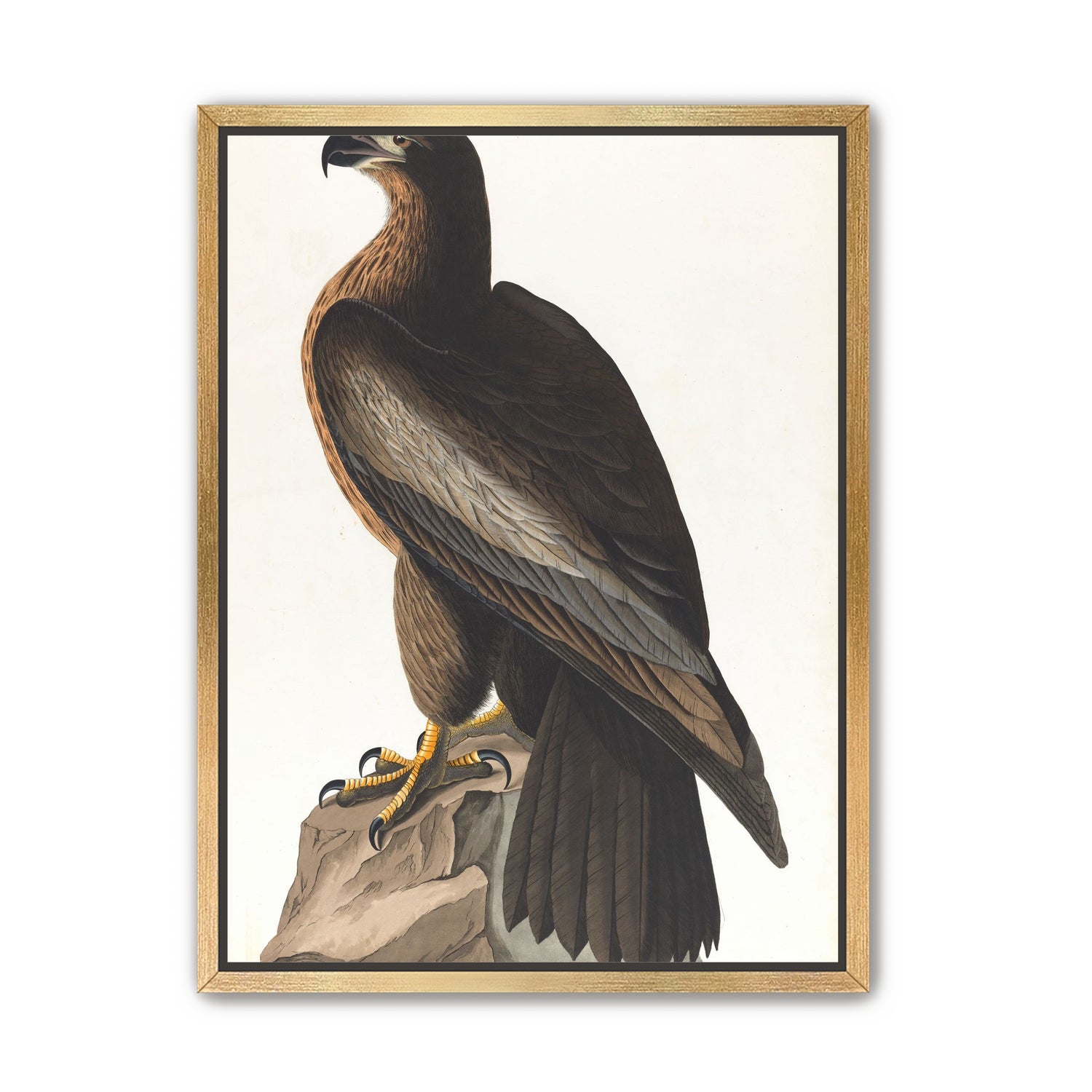 Brown hawk on rock