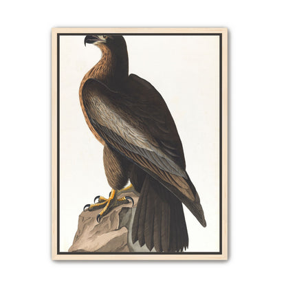 Brown hawk on rock