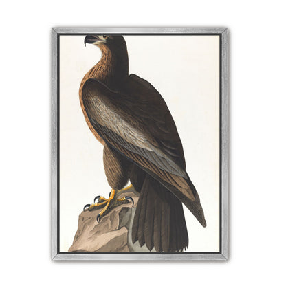 Brown hawk on rock