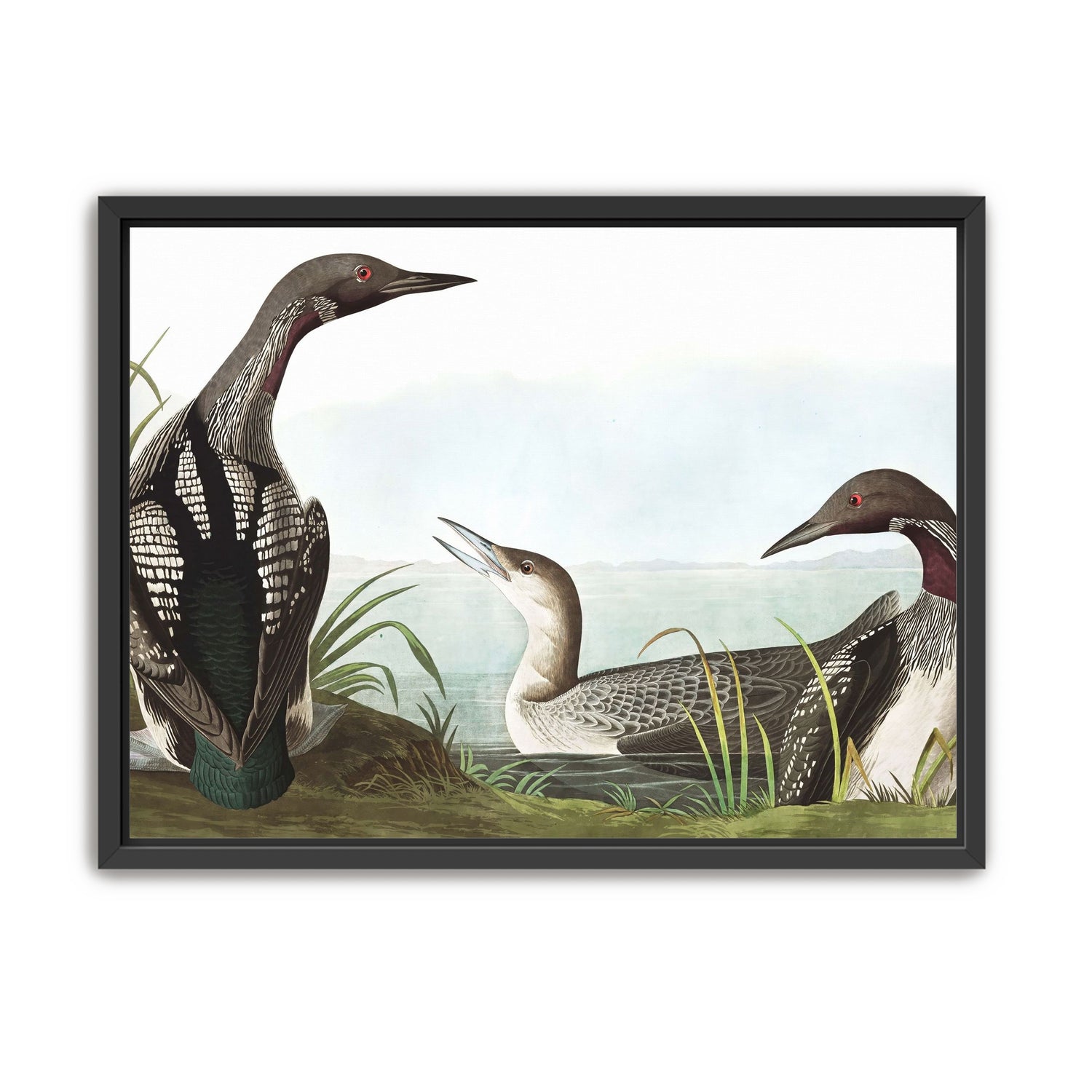 Black Throated Diver