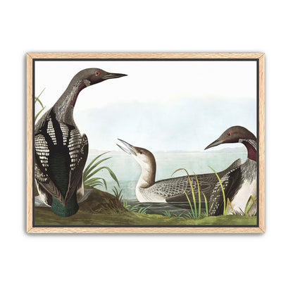 Black Throated Diver
