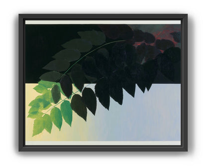 Leaves crossing into shadow