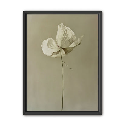 Ivory bloom in gray air