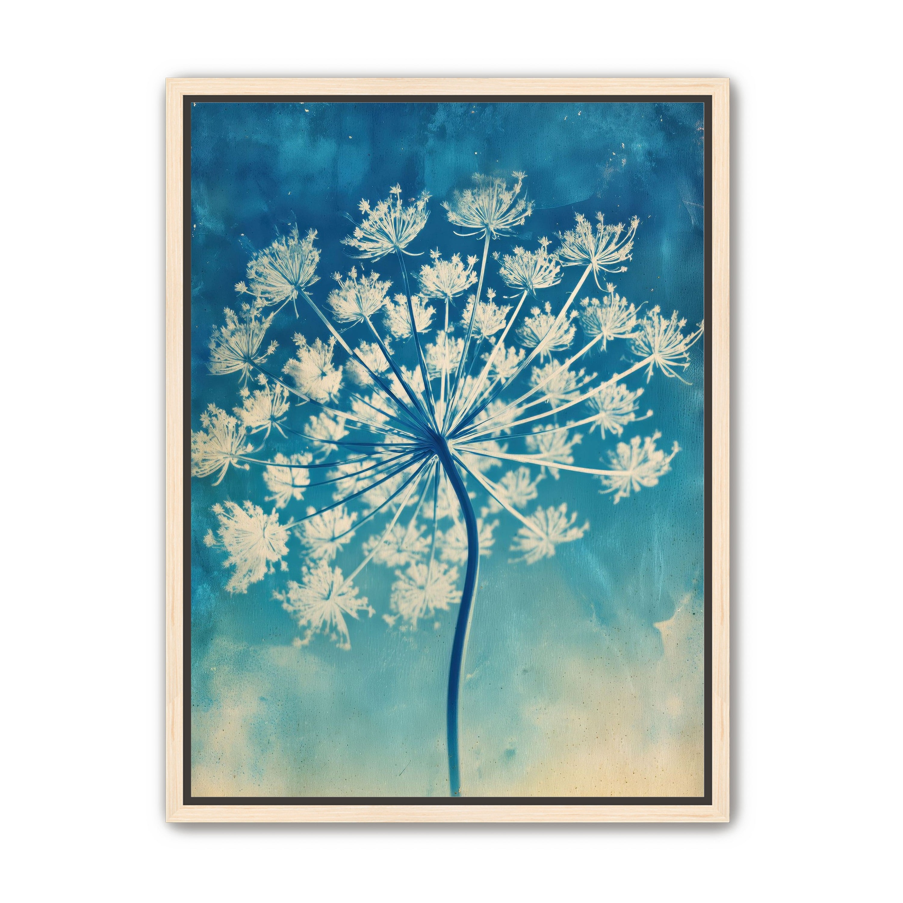 Laceflower Bloom