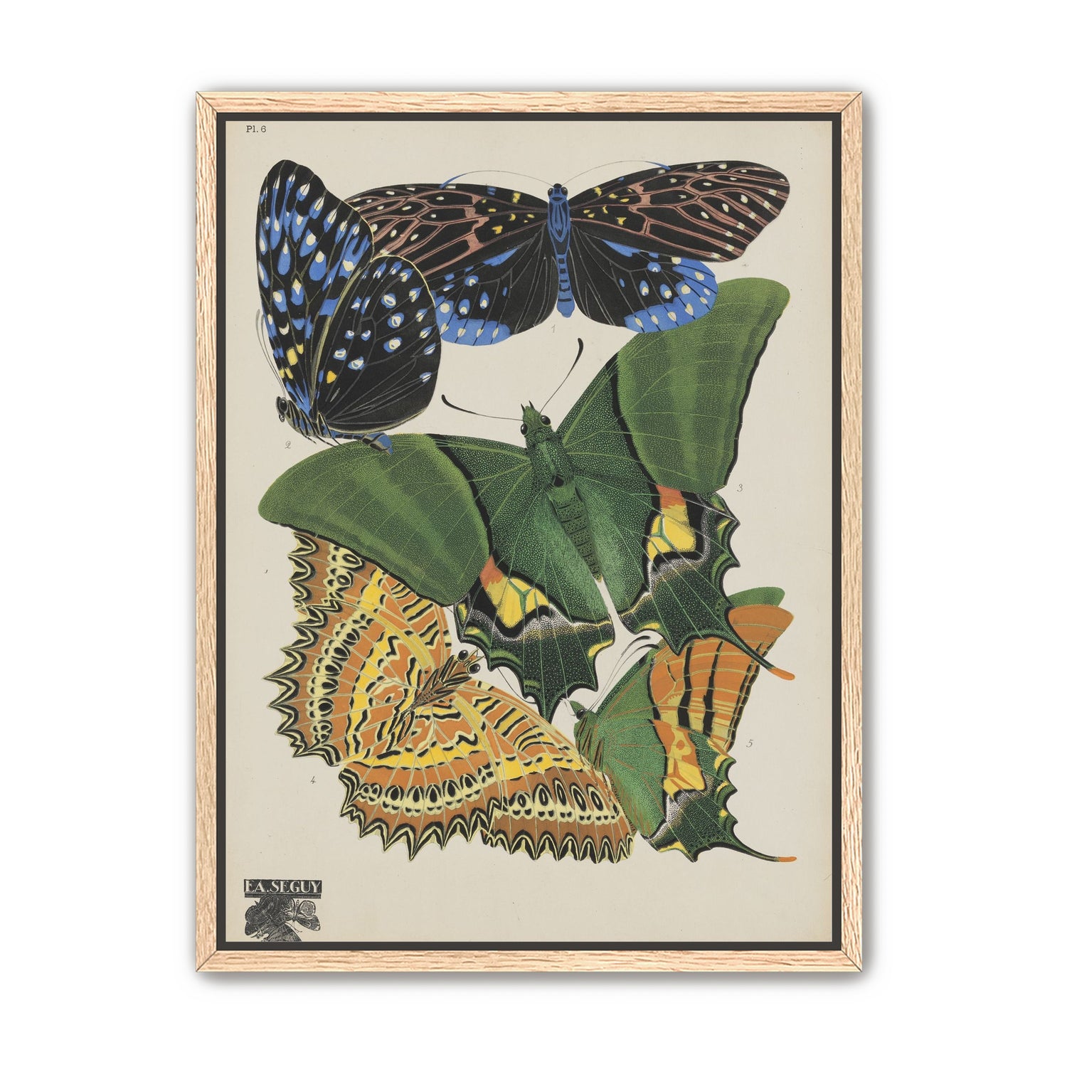 Butterflies on a pale plate