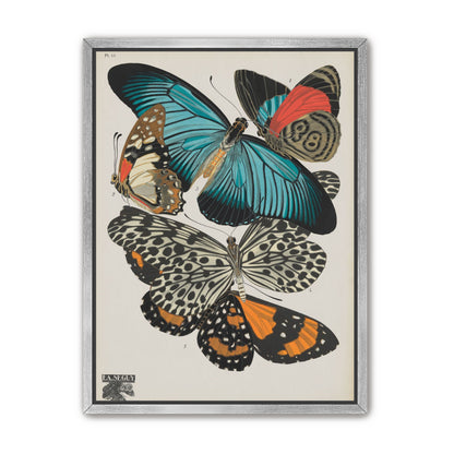 Turquoise wings over orange velvet