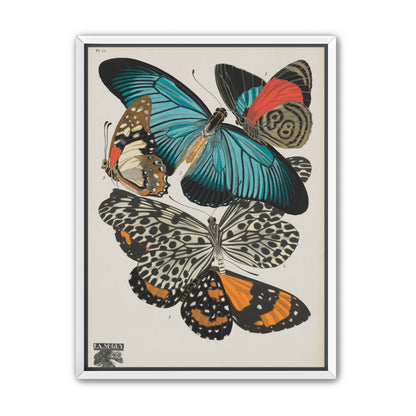 Turquoise wings over orange velvet