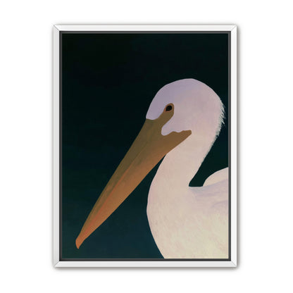White pelican in stillness