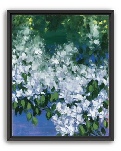 White blossoms over blue shade